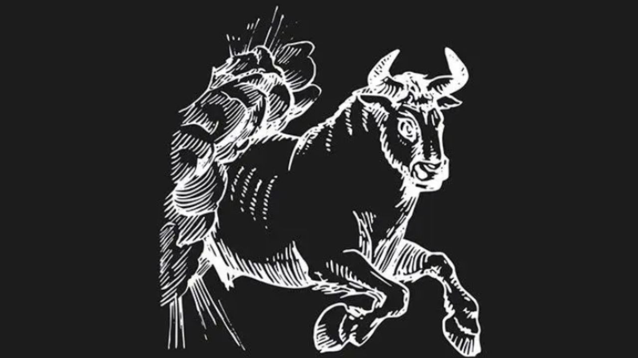 raffigurazione del toro