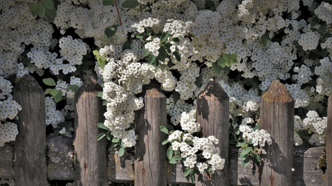 fiori di Maggio