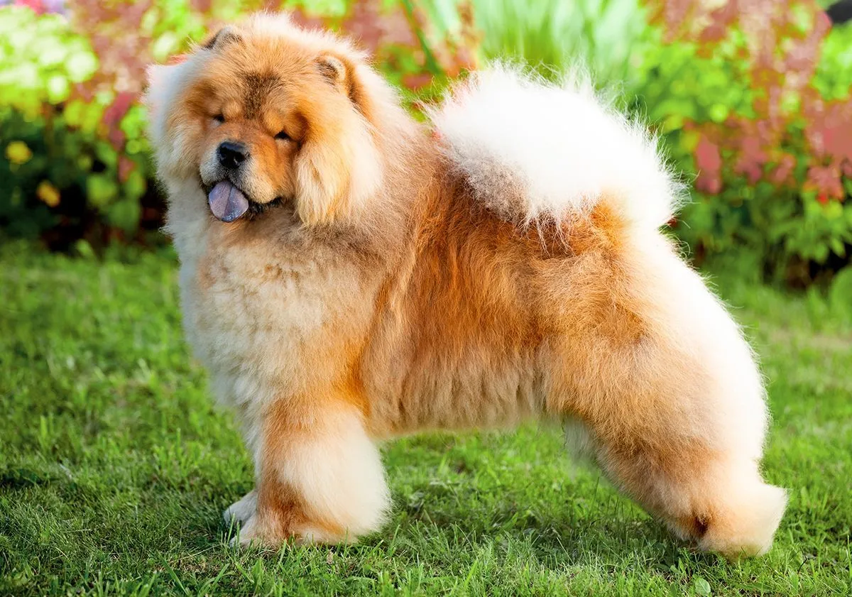 chow chow