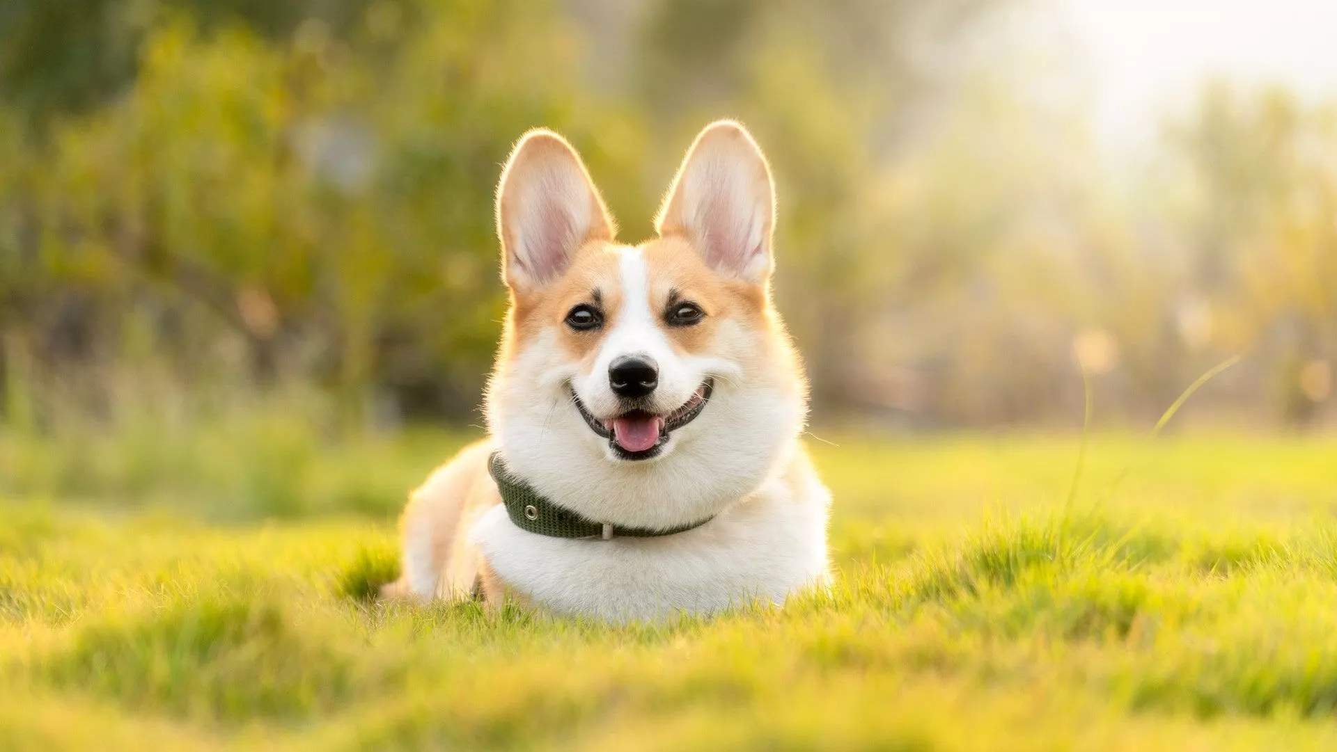 welsh corgi