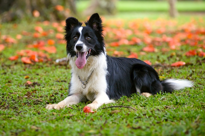 border collie