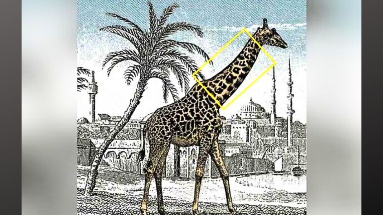 soluzione test giraffa