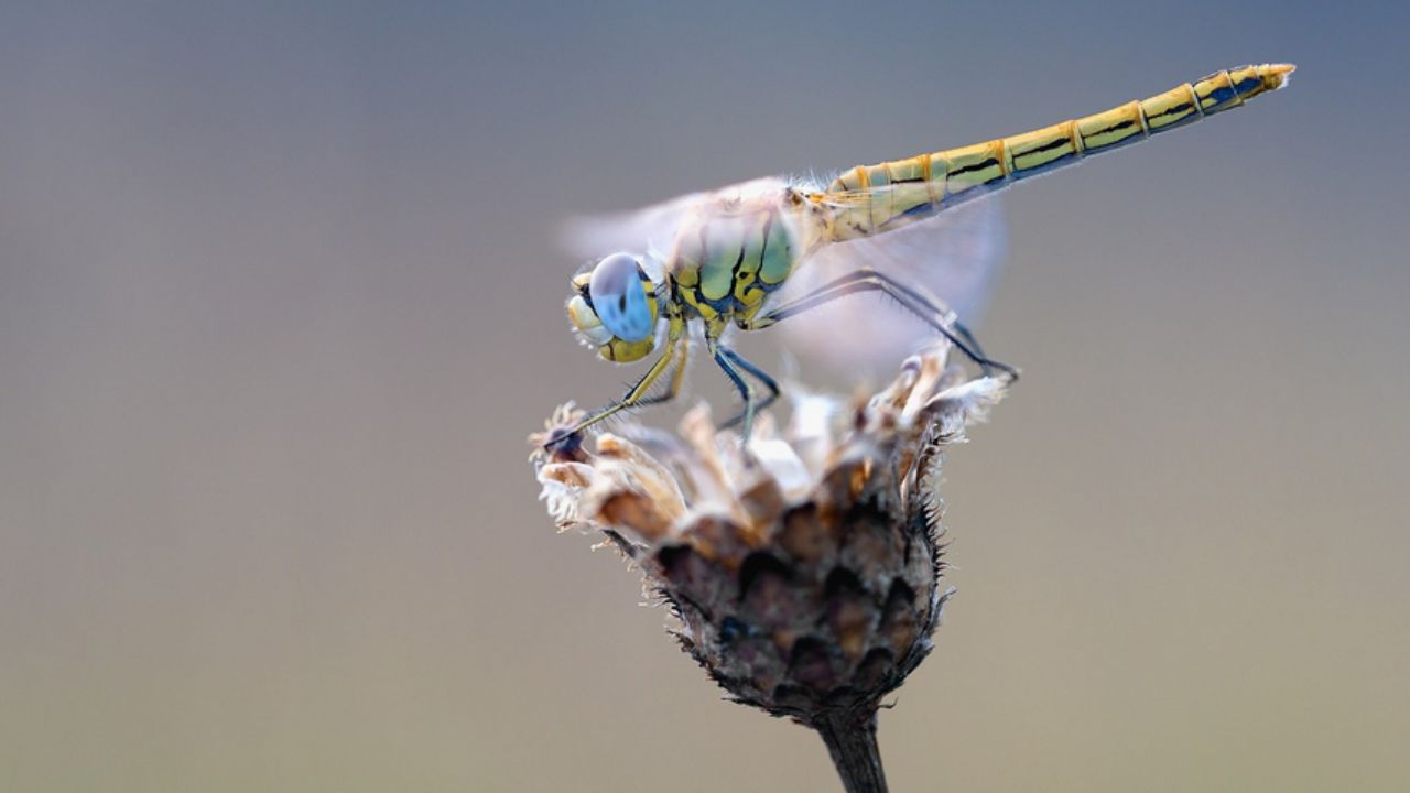 libellula che si riposa